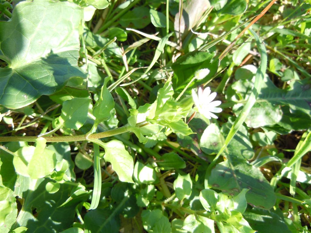 Fiori da Capodimonte - Stellaria neglecta